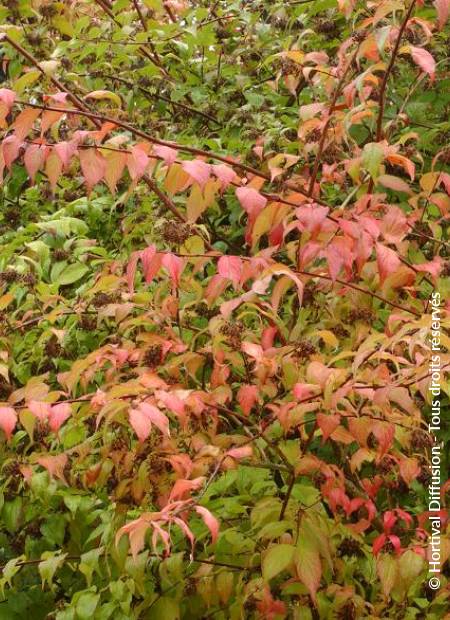 © Hortival Diffusion - Tous droits réservés