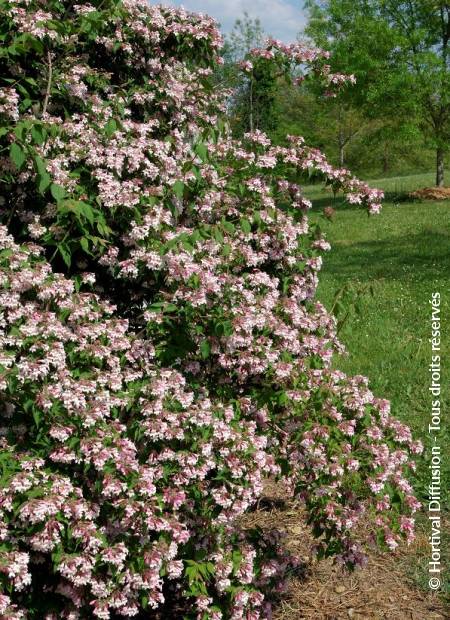 © Hortival Diffusion - Tous droits réservés