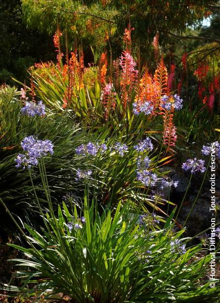 © Hortival Diffusion - Tous droits réservés