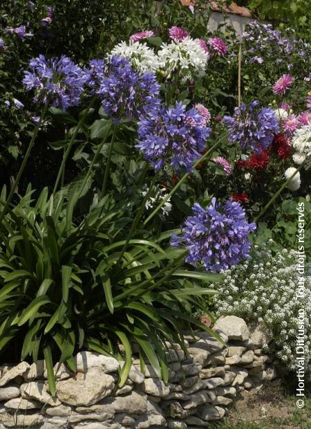 © Hortival Diffusion - Tous droits réservés