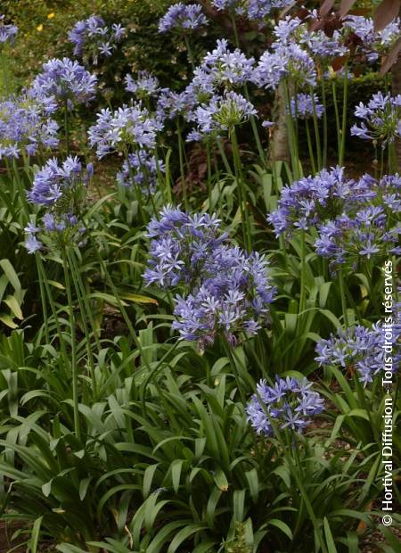 © Hortival Diffusion - Tous droits réservés