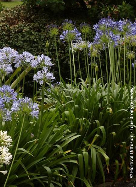 © Hortival Diffusion - Tous droits réservés