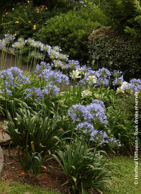 © Hortival Diffusion - Tous droits réservés