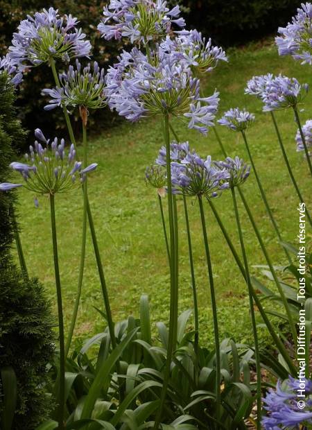 © Hortival Diffusion - Tous droits réservés