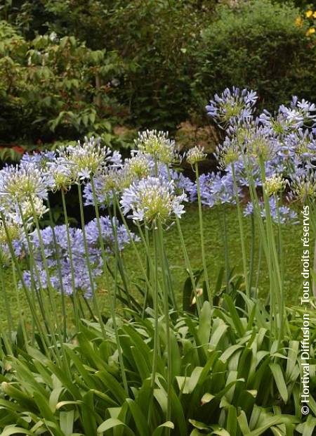 © Hortival Diffusion - Tous droits réservés