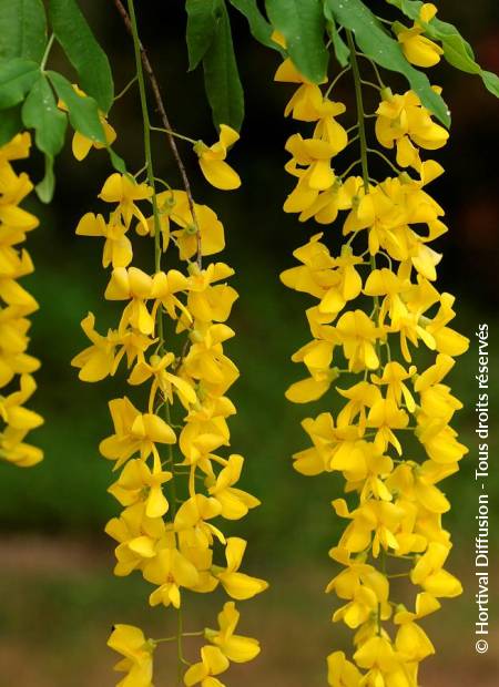 © Hortival Diffusion - Tous droits réservés