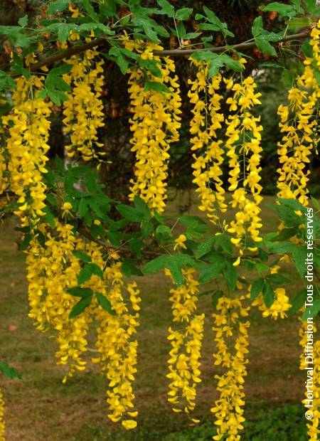 © Hortival Diffusion - Tous droits réservés