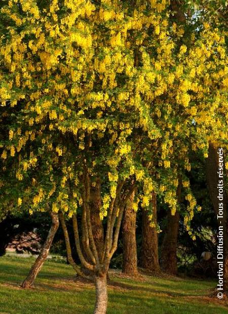 © Hortival Diffusion - Tous droits réservés