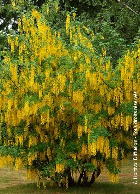 © Hortival Diffusion - Tous droits réservés