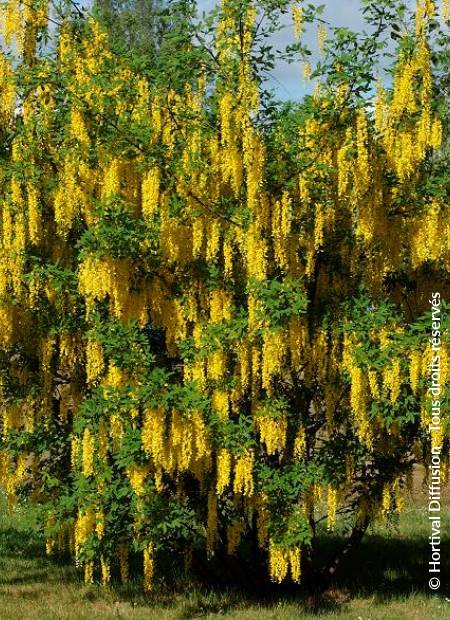 © Hortival Diffusion - Tous droits réservés