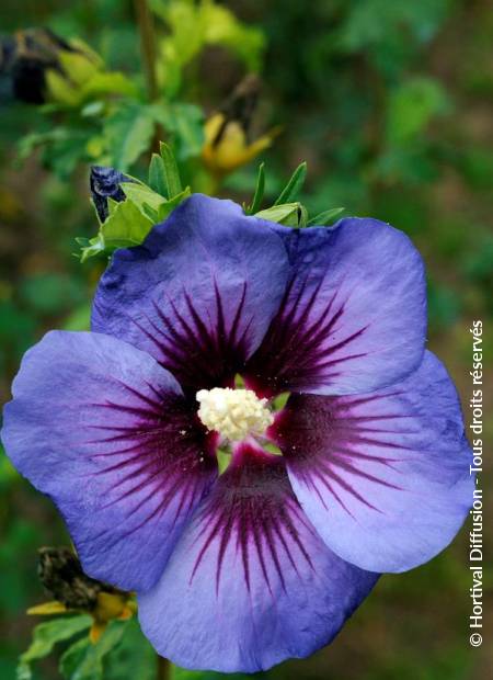 © Hortival Diffusion - Tous droits réservés