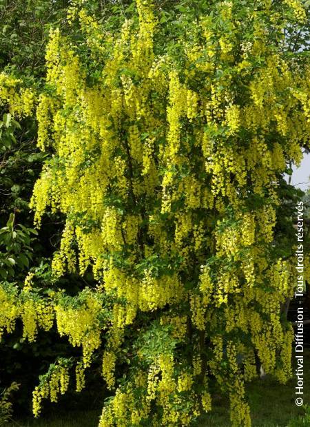 © Hortival Diffusion - Tous droits réservés