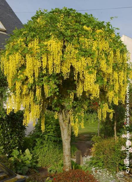 © Hortival Diffusion - Tous droits réservés