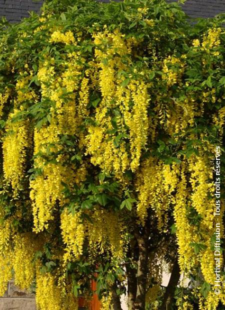 © Hortival Diffusion - Tous droits réservés