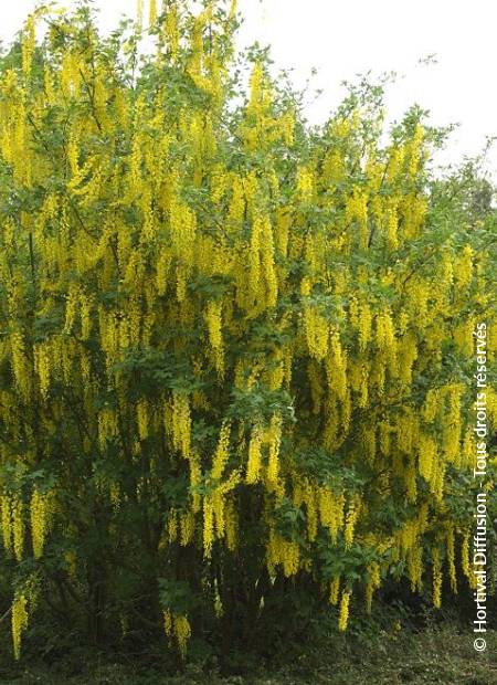 © Hortival Diffusion - Tous droits réservés