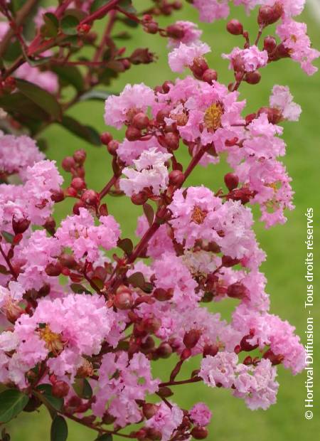 © Hortival Diffusion - Tous droits réservés