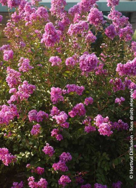 © Hortival Diffusion - Tous droits réservés