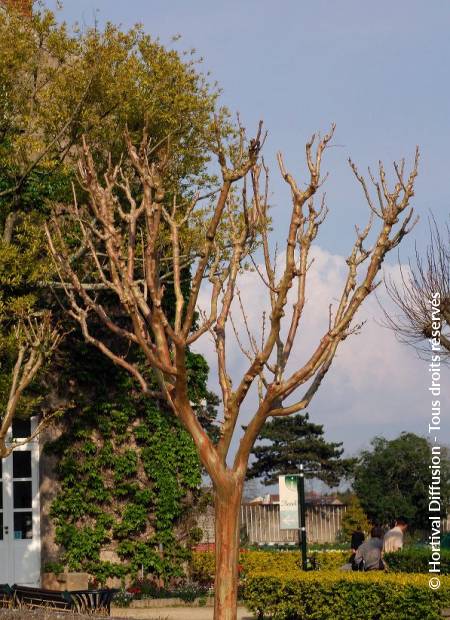 © Hortival Diffusion - Tous droits réservés