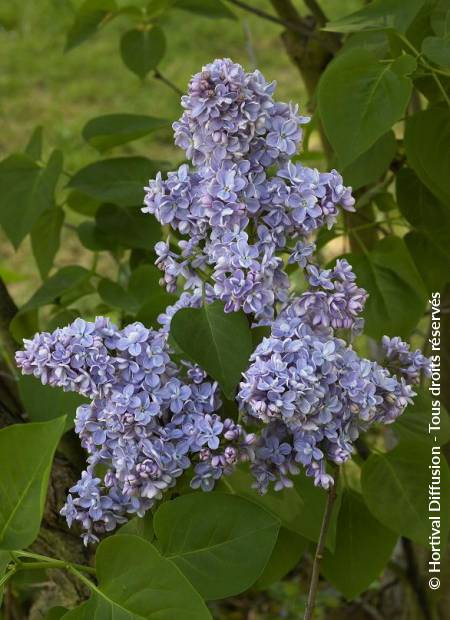 © Hortival Diffusion - Tous droits réservés