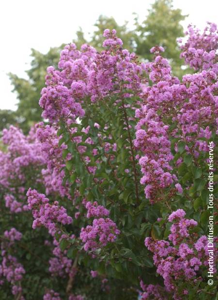 © Hortival Diffusion - Tous droits réservés