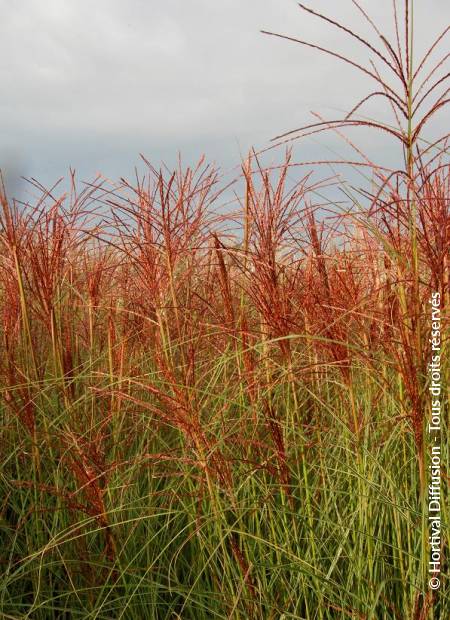 © Hortival Diffusion - Tous droits réservés