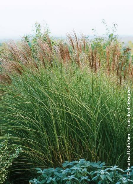 © Hortival Diffusion - Tous droits réservés