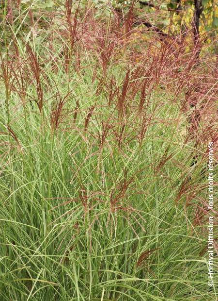 © Hortival Diffusion - Tous droits réservés