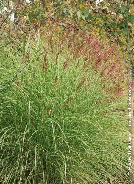 © Hortival Diffusion - Tous droits réservés