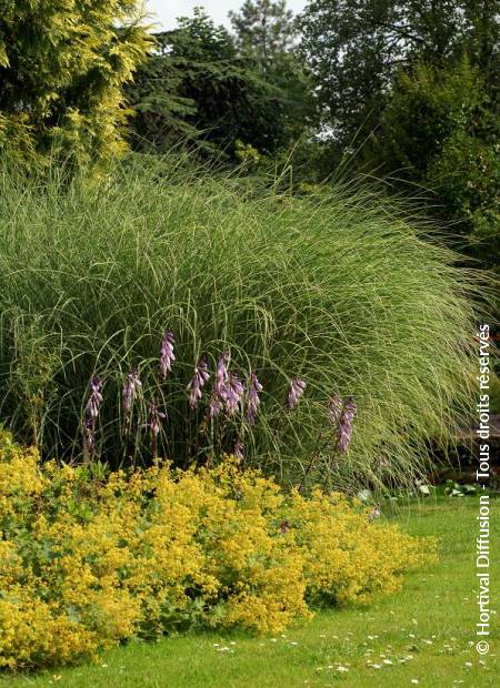 © Hortival Diffusion - Tous droits réservés