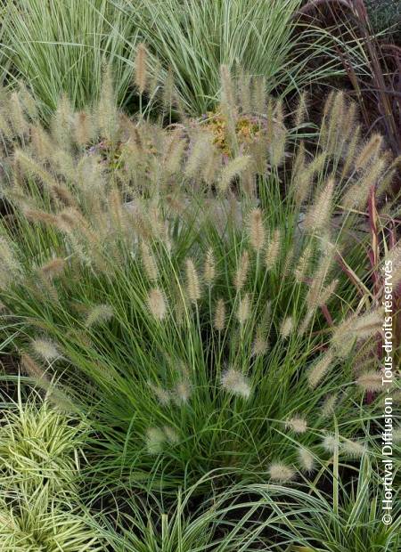 © Hortival Diffusion - Tous droits réservés