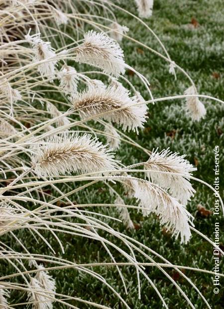 © Hortival Diffusion - Tous droits réservés