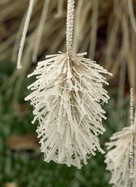 © Hortival Diffusion - Tous droits réservés