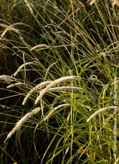 © Hortival Diffusion - Tous droits réservés