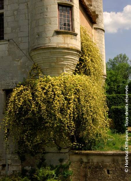 © Hortival Diffusion - Tous droits réservés