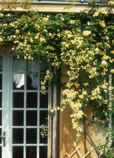 © Hortival Diffusion - Tous droits réservés