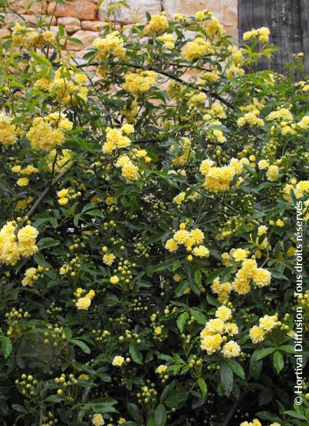 © Hortival Diffusion - Tous droits réservés