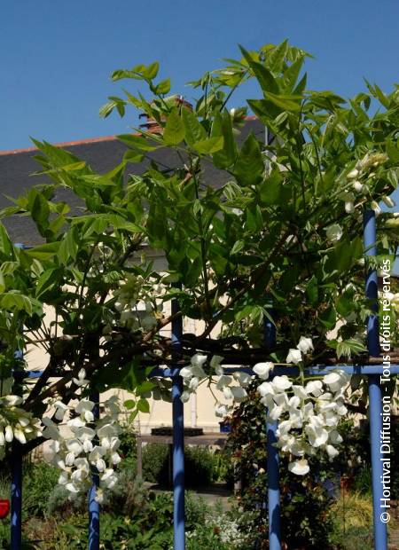 © Hortival Diffusion - Tous droits réservés