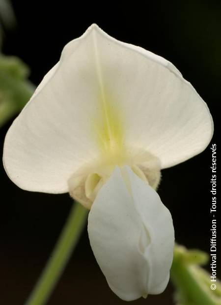 © Hortival Diffusion - Tous droits réservés