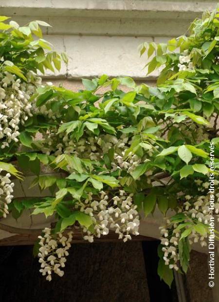 © Hortival Diffusion - Tous droits réservés