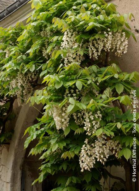 © Hortival Diffusion - Tous droits réservés