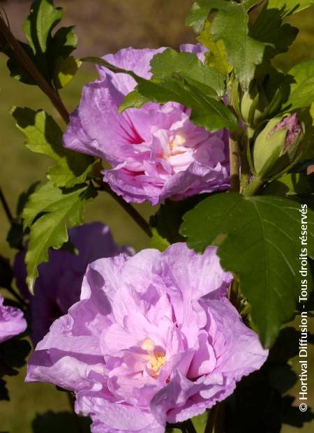 © Hortival Diffusion - Tous droits réservés