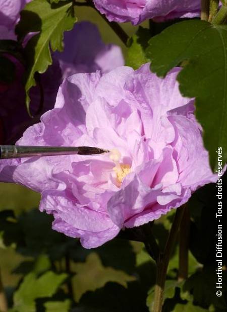 © Hortival Diffusion - Tous droits réservés