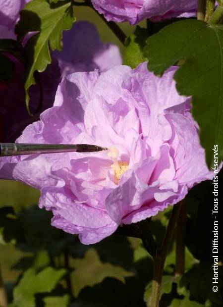 © Hortival Diffusion - Tous droits réservés