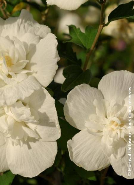 © Hortival Diffusion - Tous droits réservés