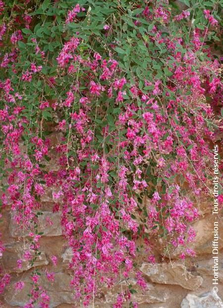 © Hortival Diffusion - Tous droits réservés