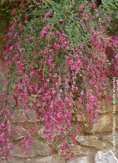 © Hortival Diffusion - Tous droits réservés