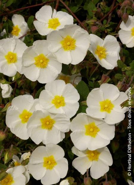 © Hortival Diffusion - Tous droits réservés