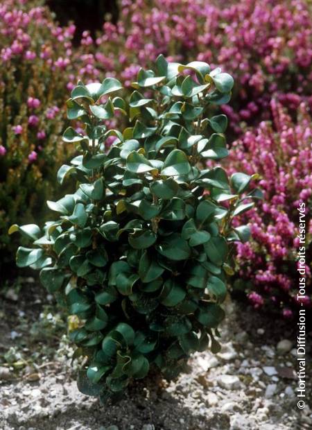 © Hortival Diffusion - Tous droits réservés