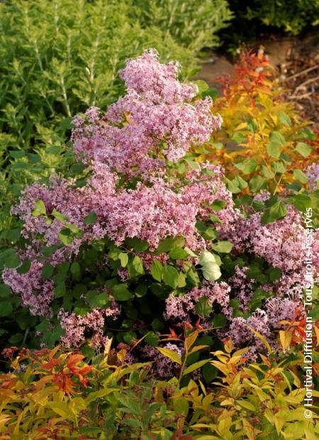 © Hortival Diffusion - Tous droits réservés