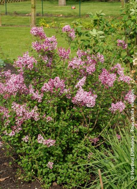 © Hortival Diffusion - Tous droits réservés